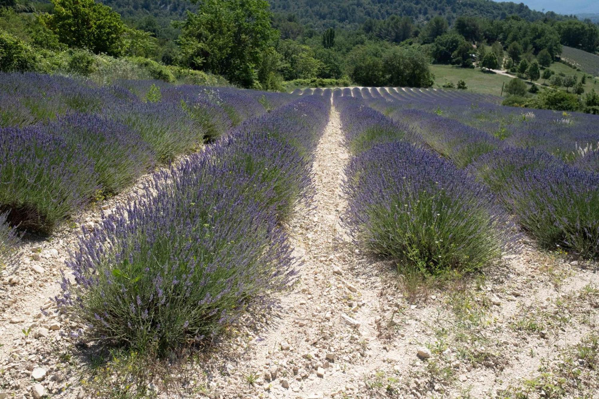 Maison De Campagne La Teranga Au Coeur Du Luberon Apt Exteriör bild
